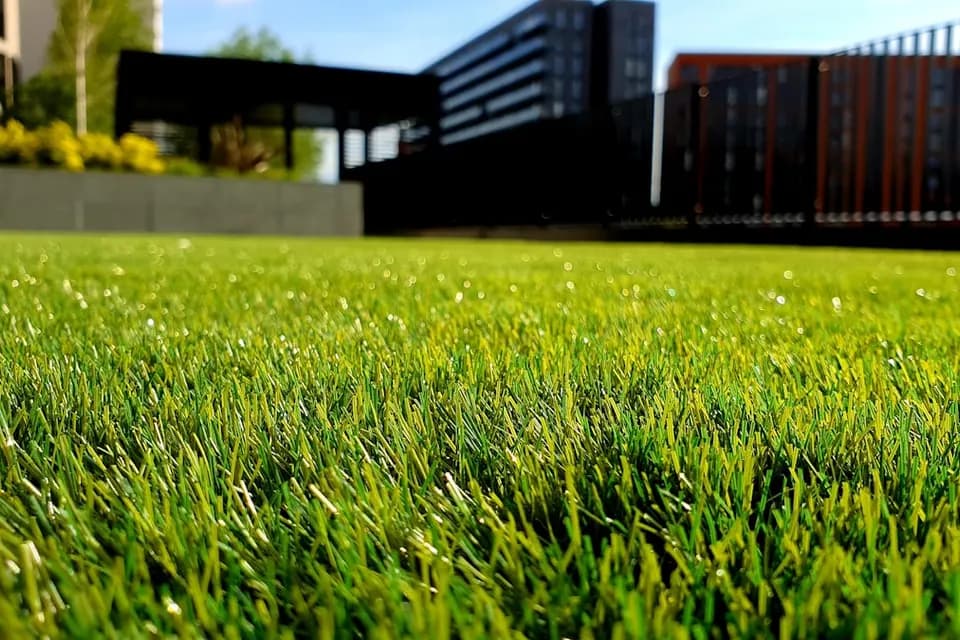 Healthy green lawn — landscaping and garden maintenance in Deira